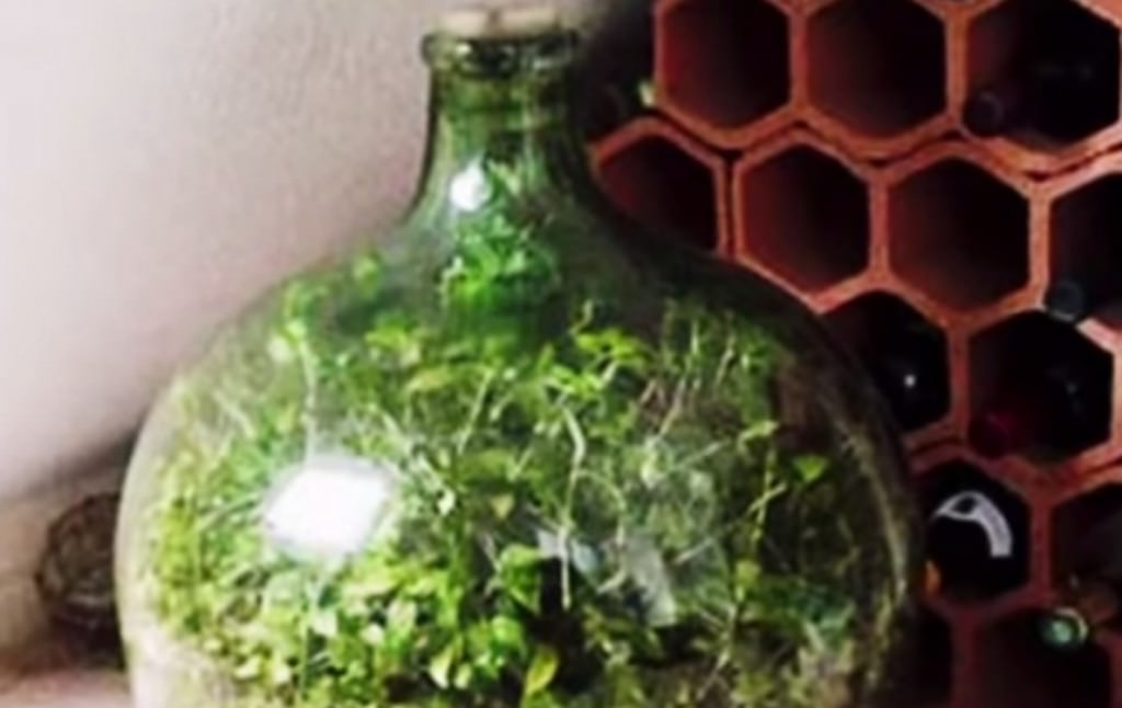 Podrías Imaginar Que Una Planta Pueda Sobrevivir 42 Años Sin Ser Regada