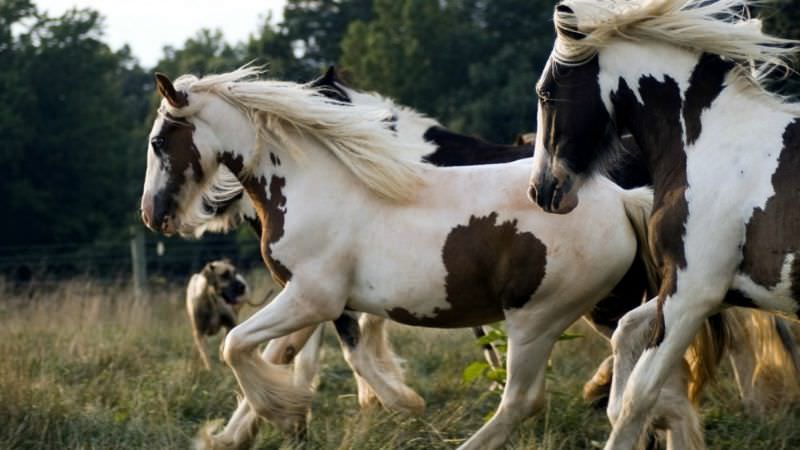 Hermosos caballos foto 14
