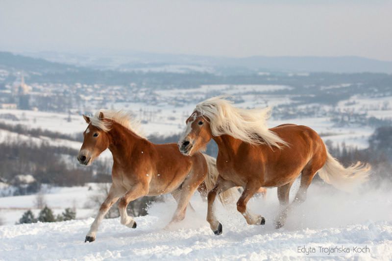 Hermosos caballos foto 5