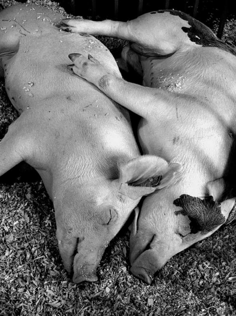 Amor y animales Foto 11
