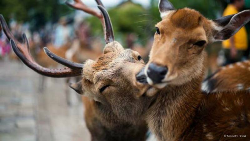 Amor y animales Foto 4