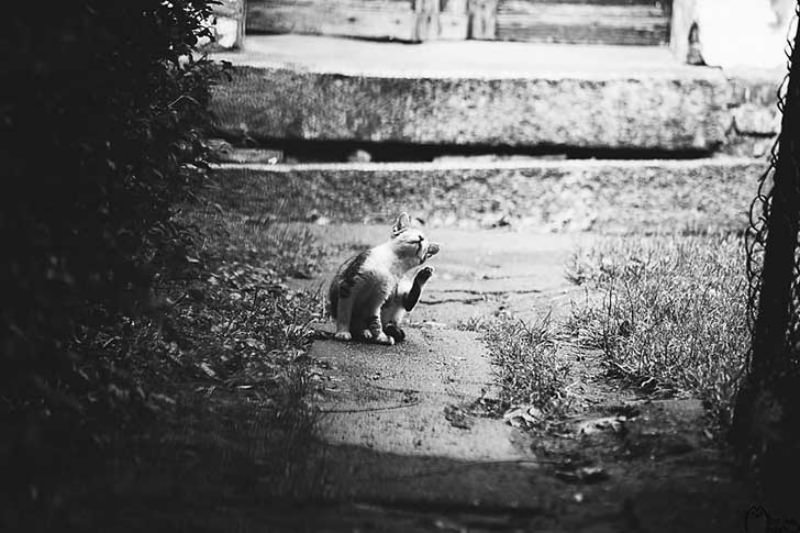 Gatos blanco y negro foto 14