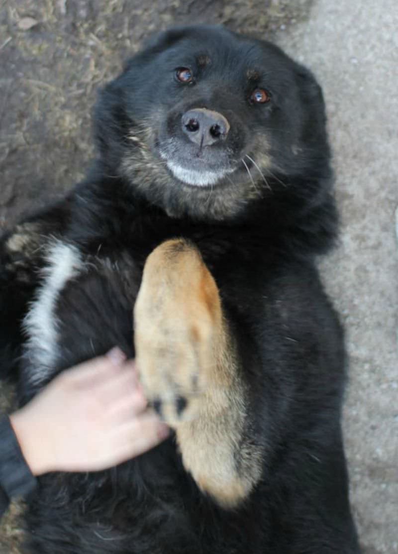 Perros sonriendo foto 14