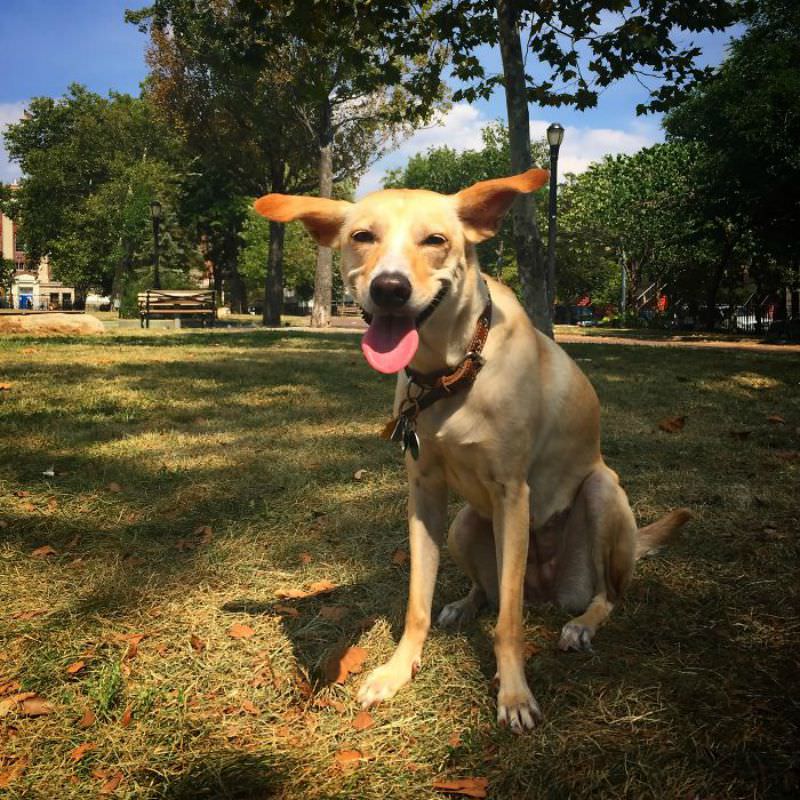 Perros sonriendo foto 19