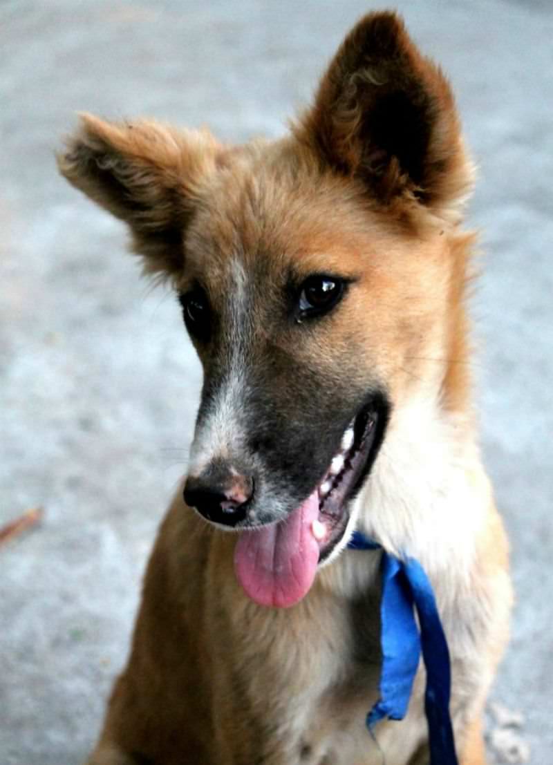 Perros sonriendo foto 20