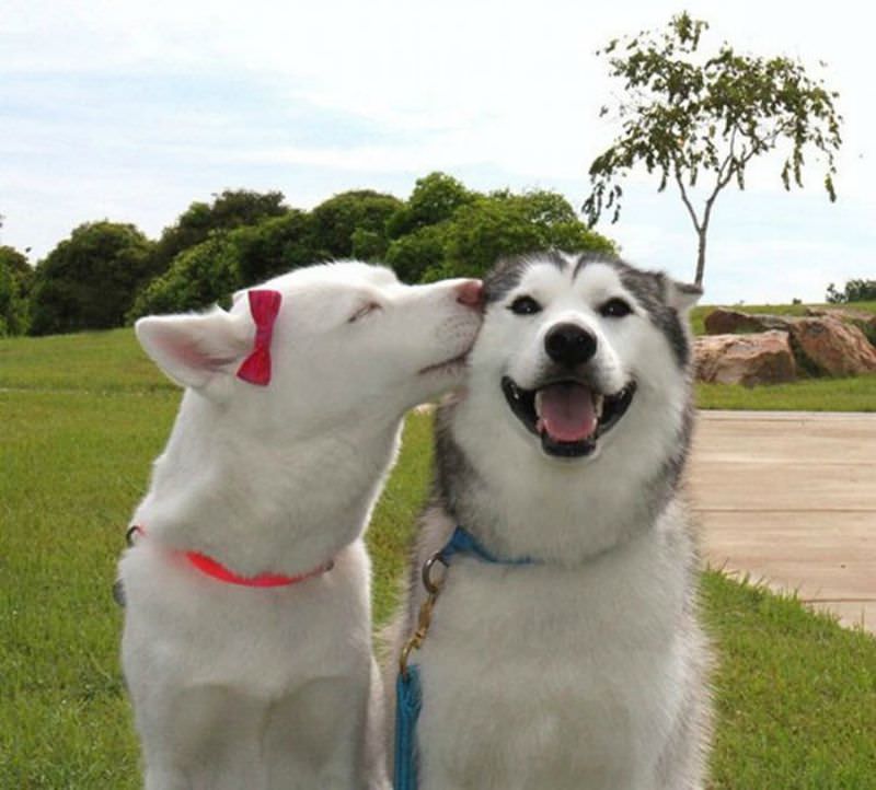 Perros sonriendo foto 3