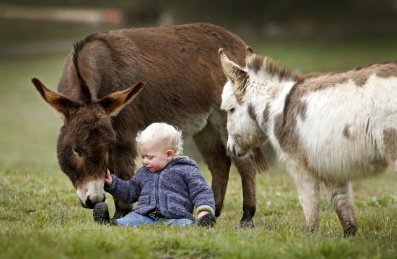 Burros miniatura foto 4