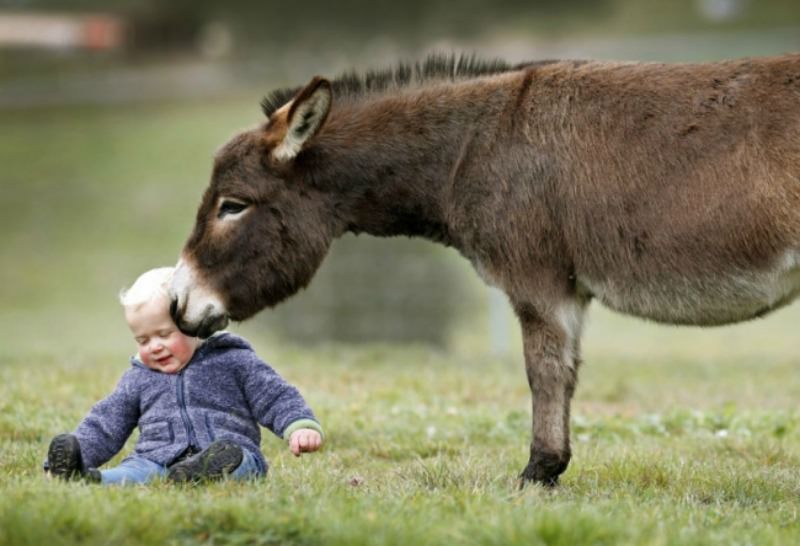 Burros miniatura foto 6