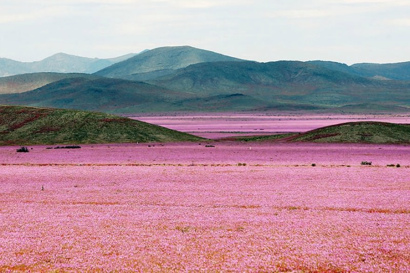 Desierto florido foto 1
