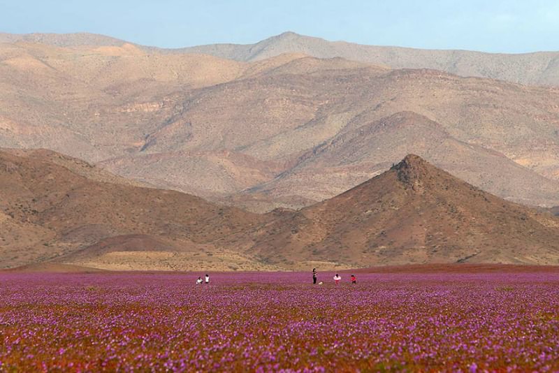 Desierto florido foto 3