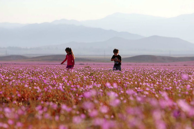 Desierto florido foto 4