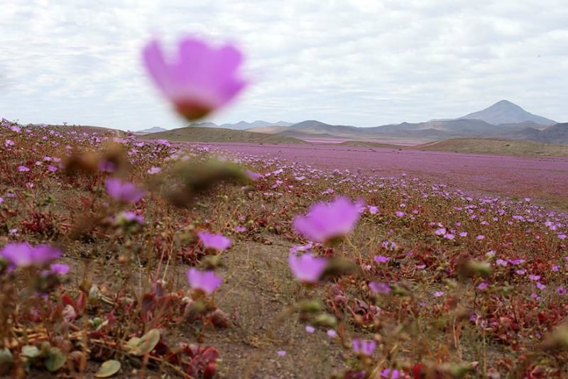 Desierto florido foto 5