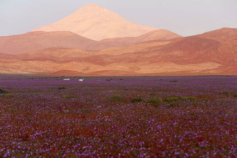 Desierto florido foto 6