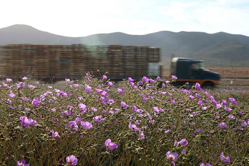 Desierto florido foto 7