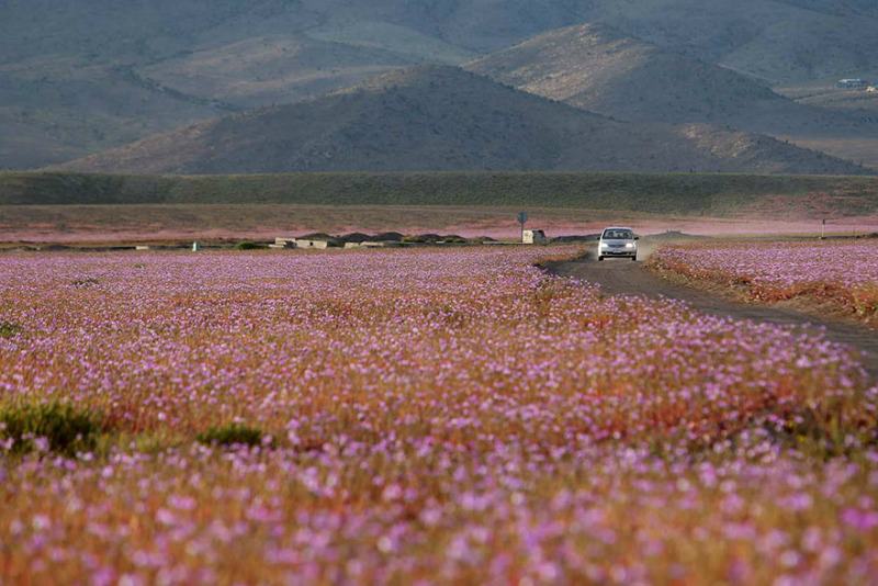 Desierto florido foto 8
