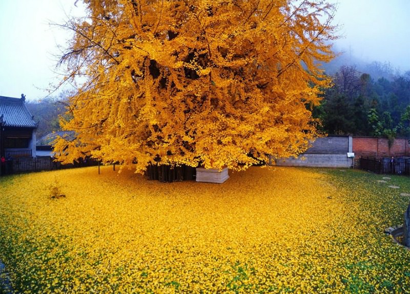 ginkgo foto 2