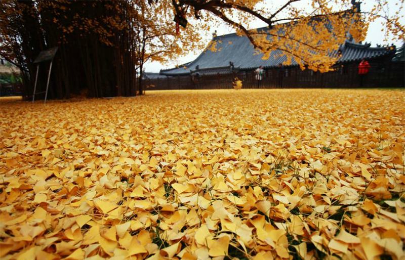 ginkgo foto 5