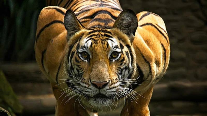 Belleza del tigre foto 1