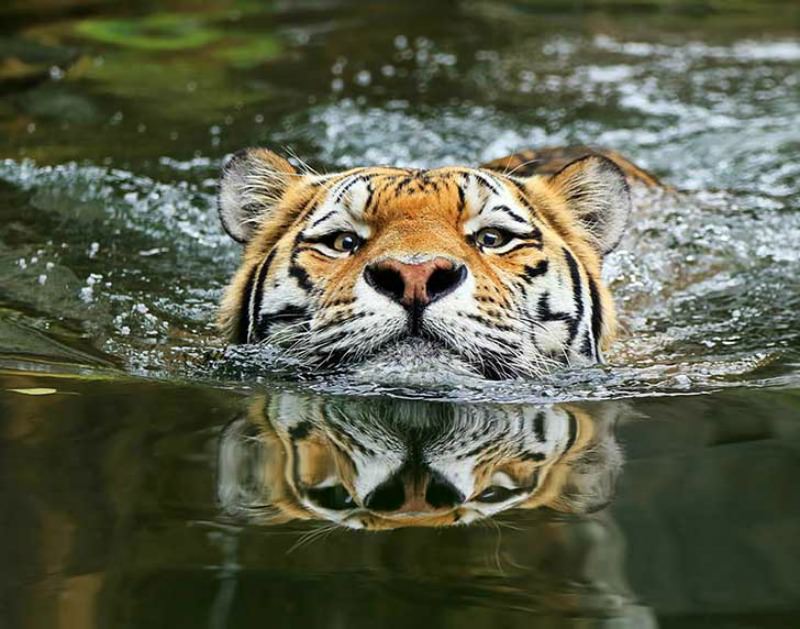 Belleza del tigre foto 10