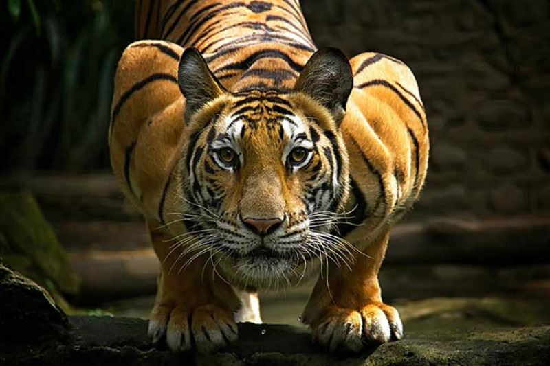 Belleza del tigre foto 11