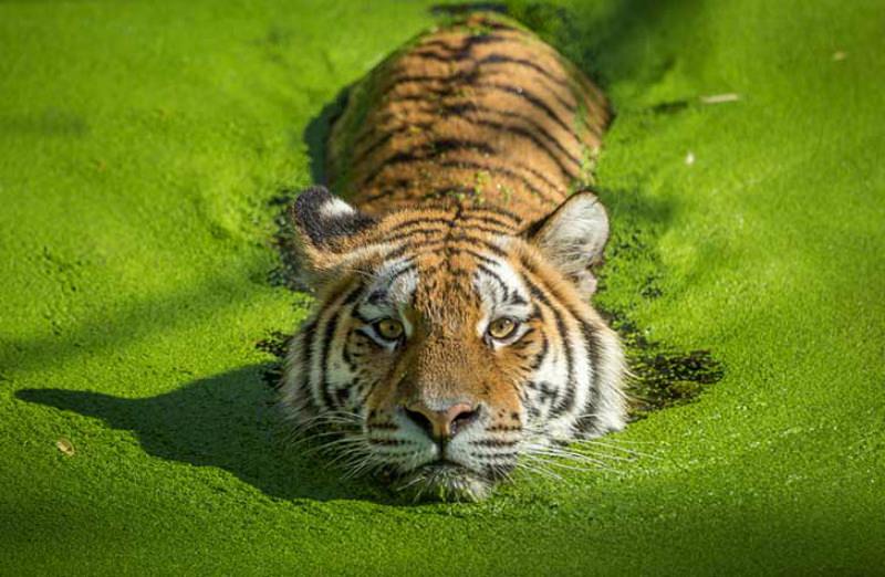 Belleza del tigre foto 12