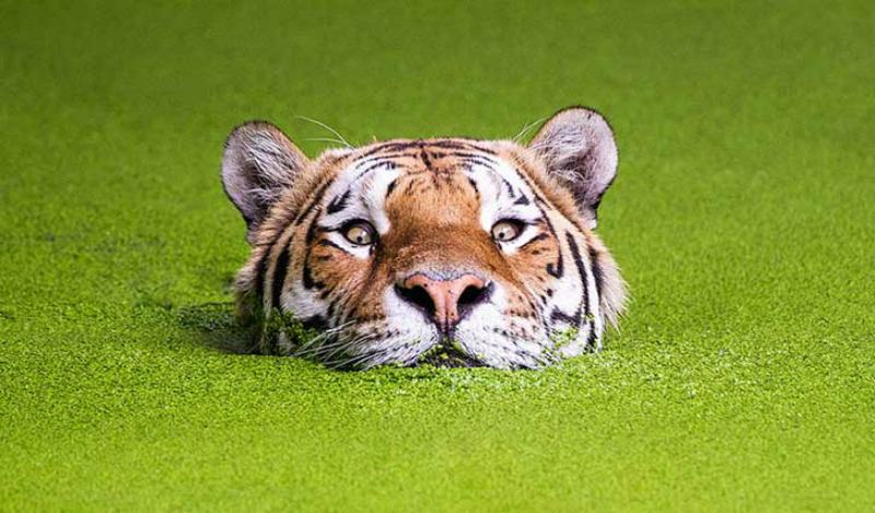 Belleza del tigre foto 13