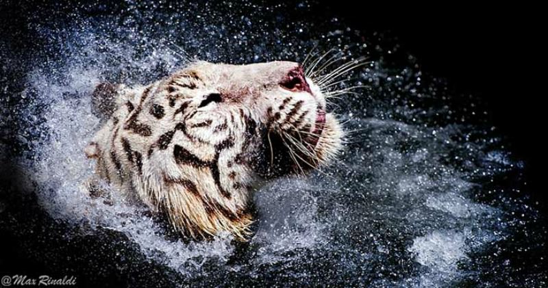 Belleza del tigre foto 14