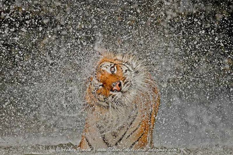 Belleza del tigre foto 15