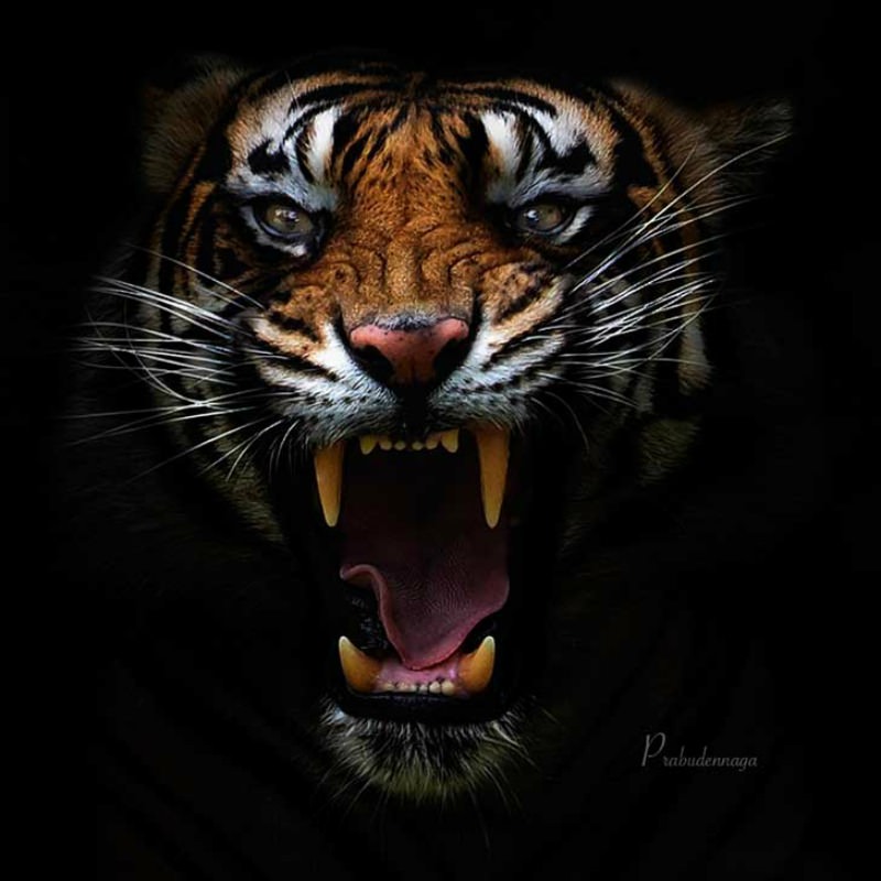 Belleza del tigre foto 17