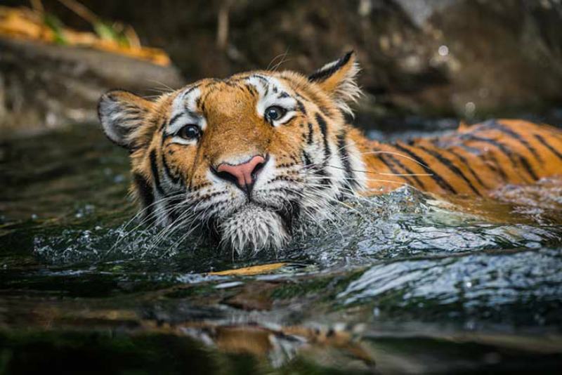 Belleza del tigre foto 18