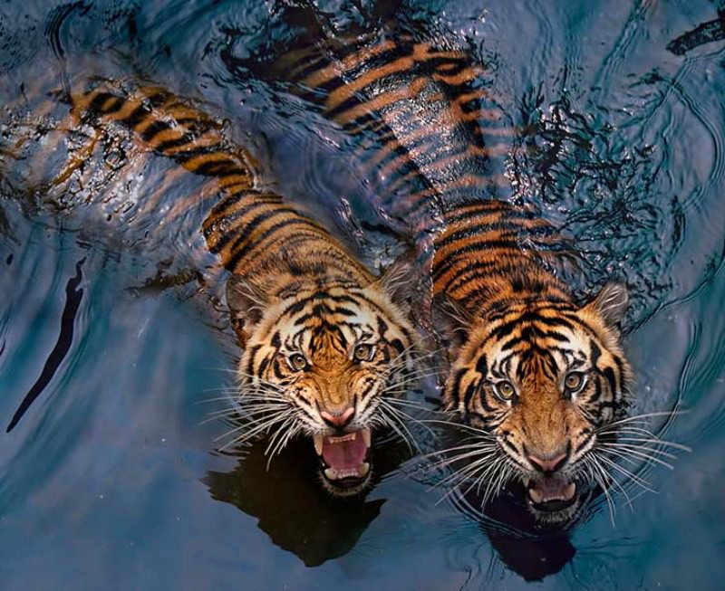 Belleza del tigre foto 19