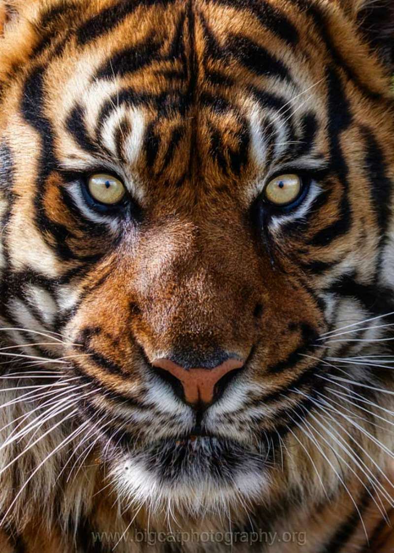 Belleza del tigre foto 2