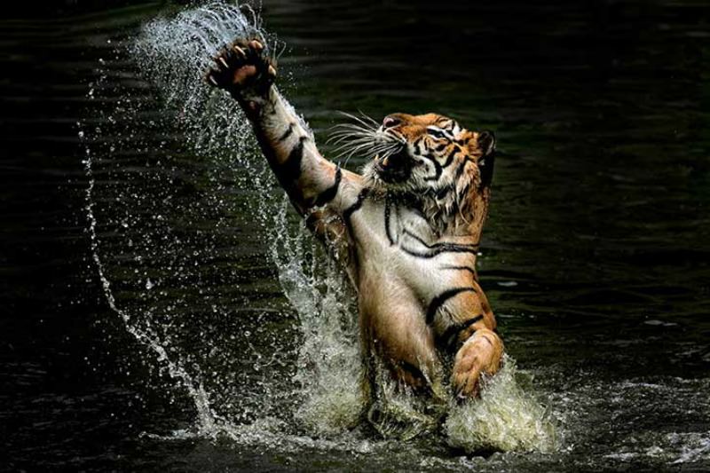 Belleza del tigre foto 20