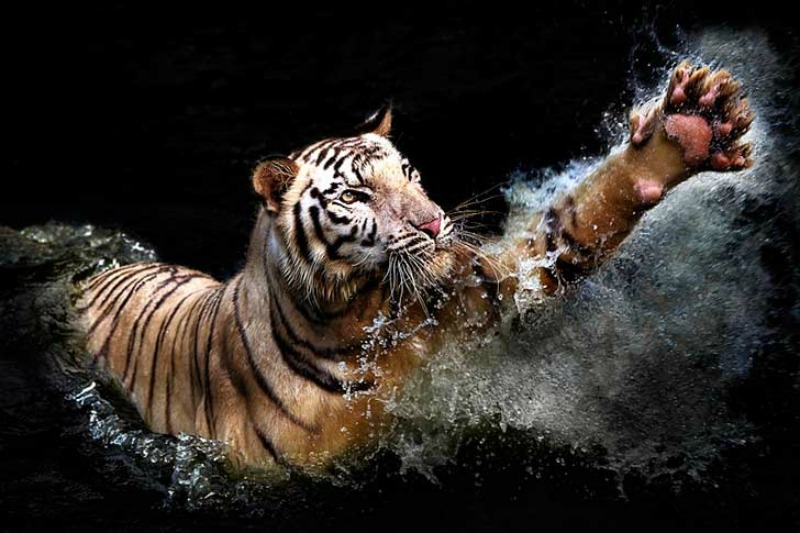 Belleza del tigre foto 21
