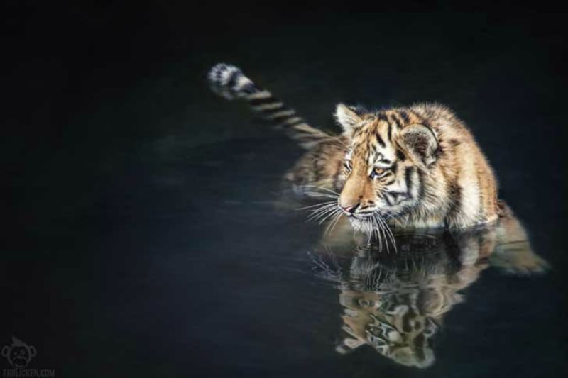 Belleza del tigre foto 22