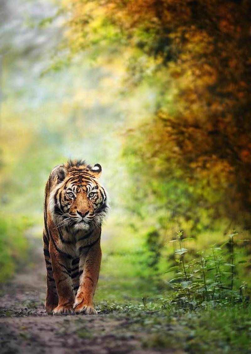 Belleza del tigre foto 23