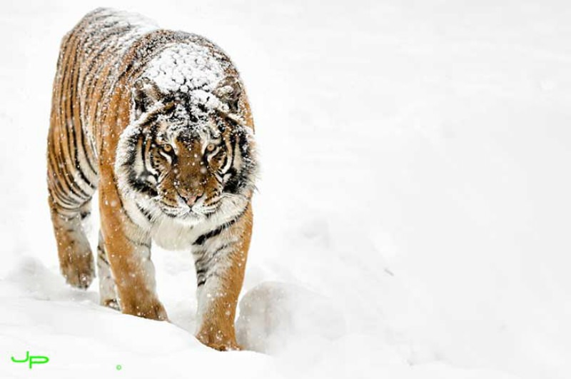 Belleza del tigre foto 25
