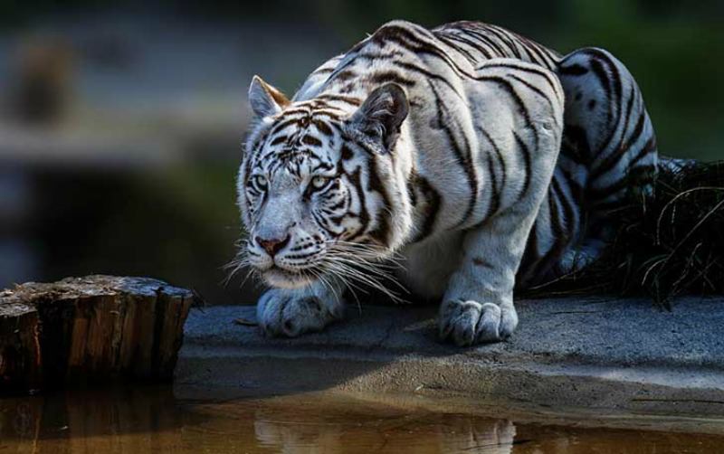 Belleza del tigre foto 26