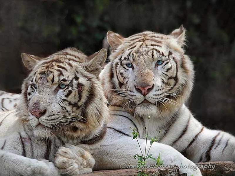 Belleza del tigre foto 27