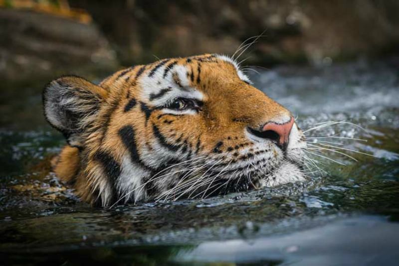 Belleza del tigre foto 28