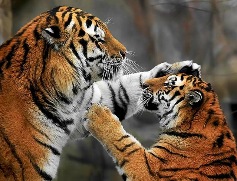 Belleza del tigre foto 29