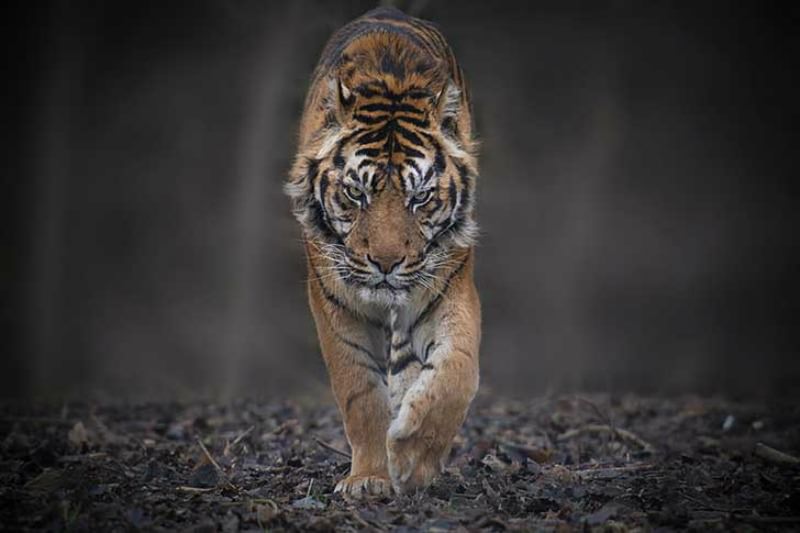 Belleza del tigre foto 3