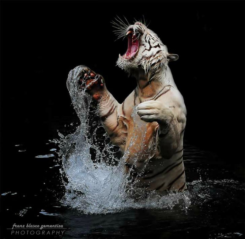 Belleza del tigre foto 31