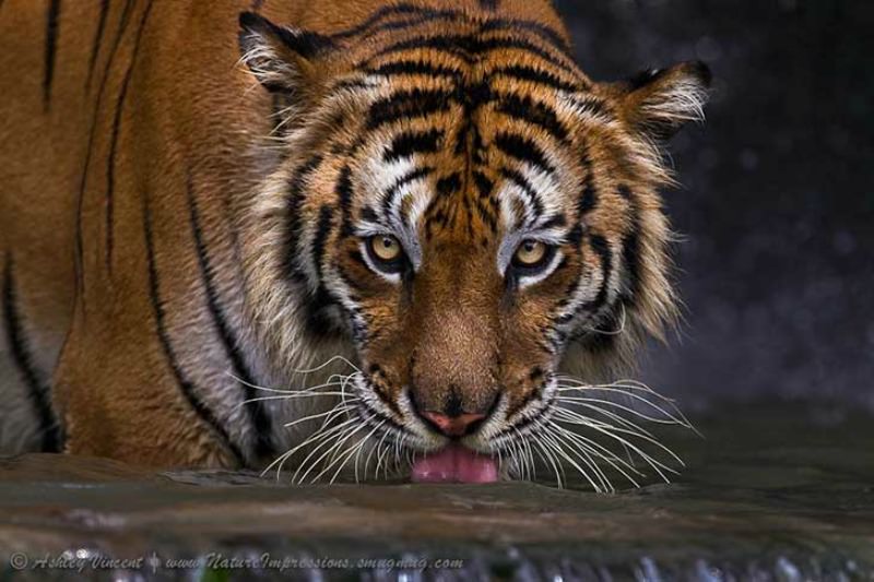 Belleza del tigre foto 5