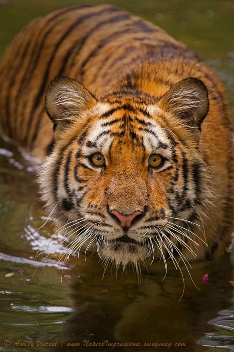 Belleza del tigre foto 6