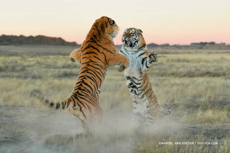 Belleza del tigre foto 7