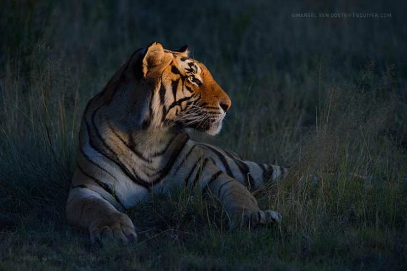 Belleza del tigre foto 8