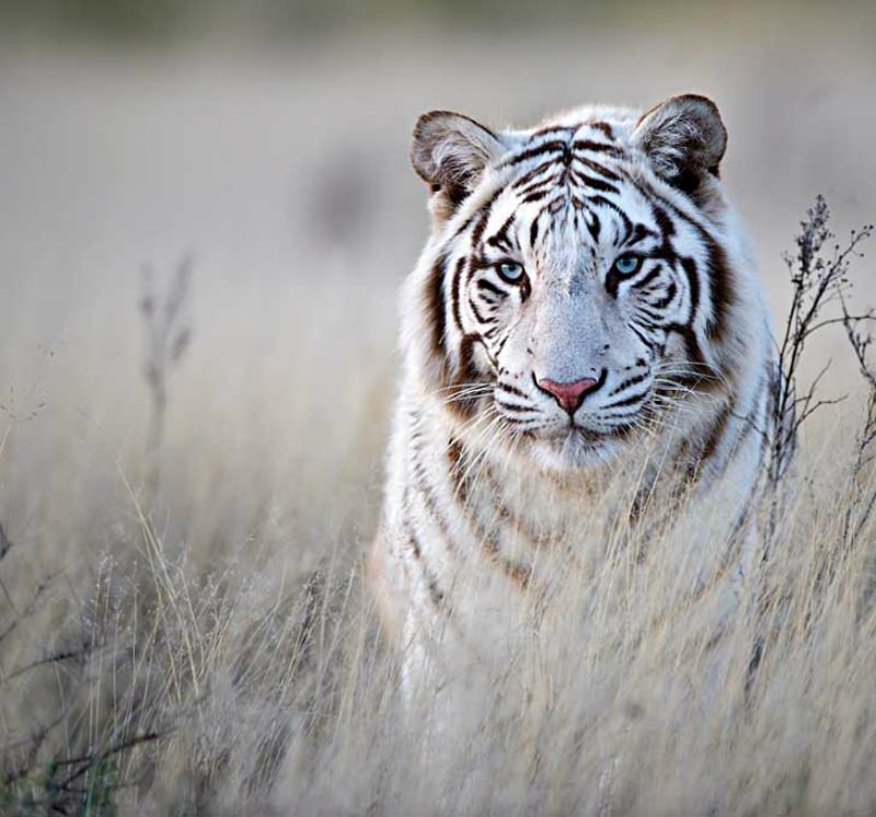 Belleza del tigre foto 9