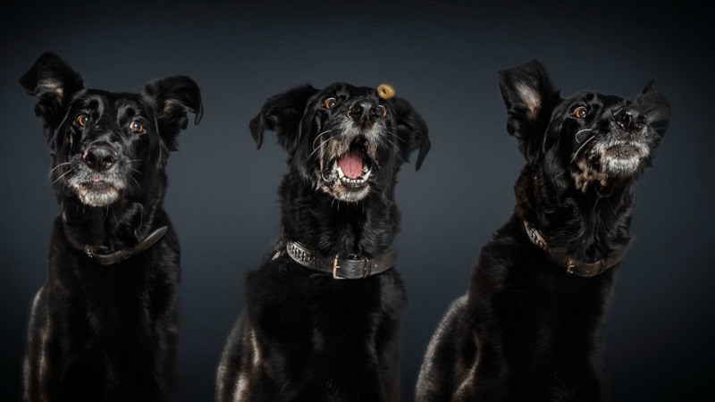 Perros atrapando su comida foto 10