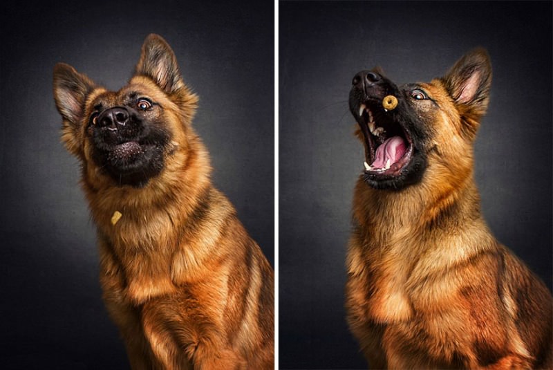 Perros atrapando su comida foto 2